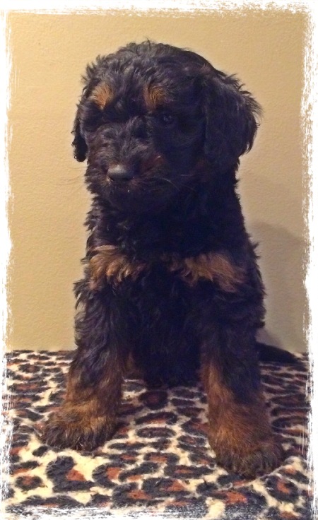 rottweiler and poodle mix for sale